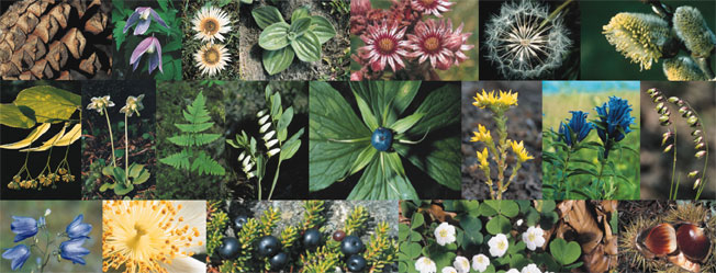 Photocollage