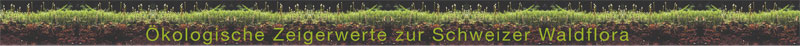 Blumen in Stein