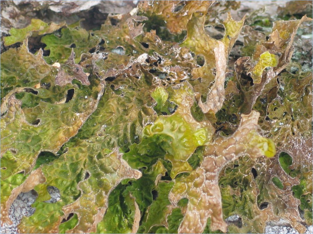 Marchairuz05_0041