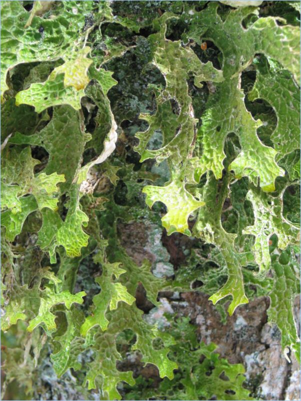 Marchairuz05_0047