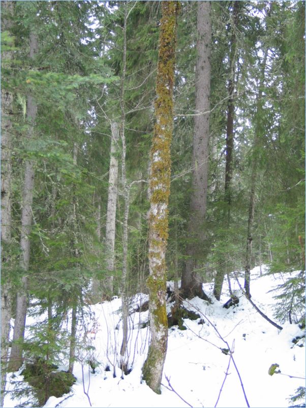 Marchairuz05_0051