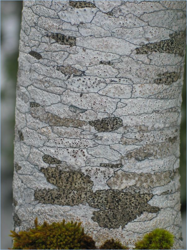 Marchairuz05_0056