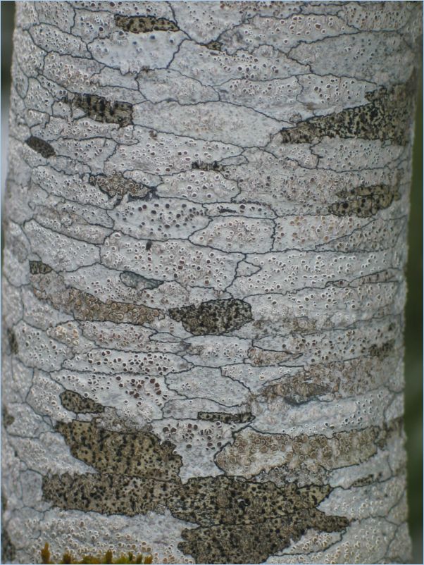 Marchairuz05_0057