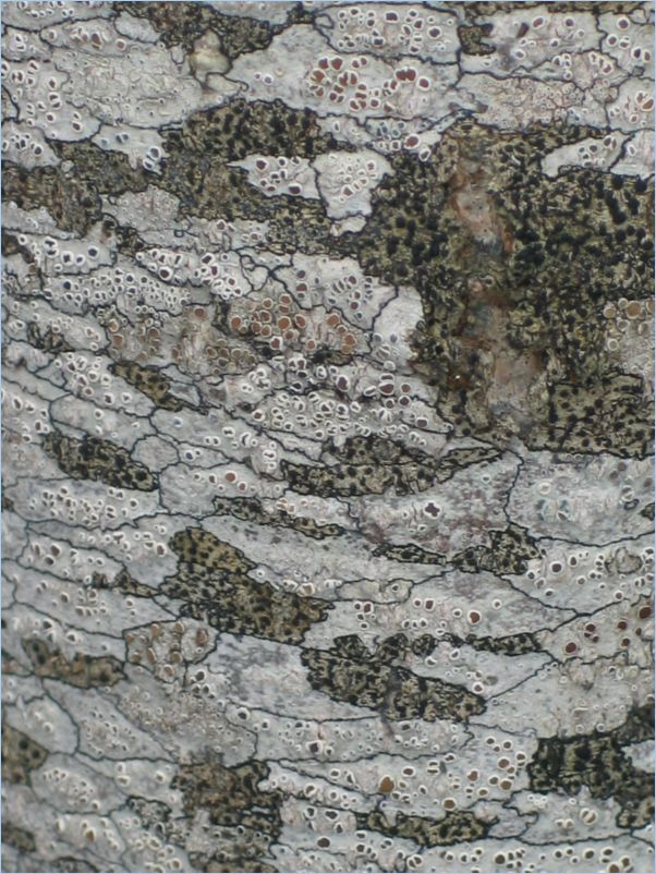 Marchairuz05_0059