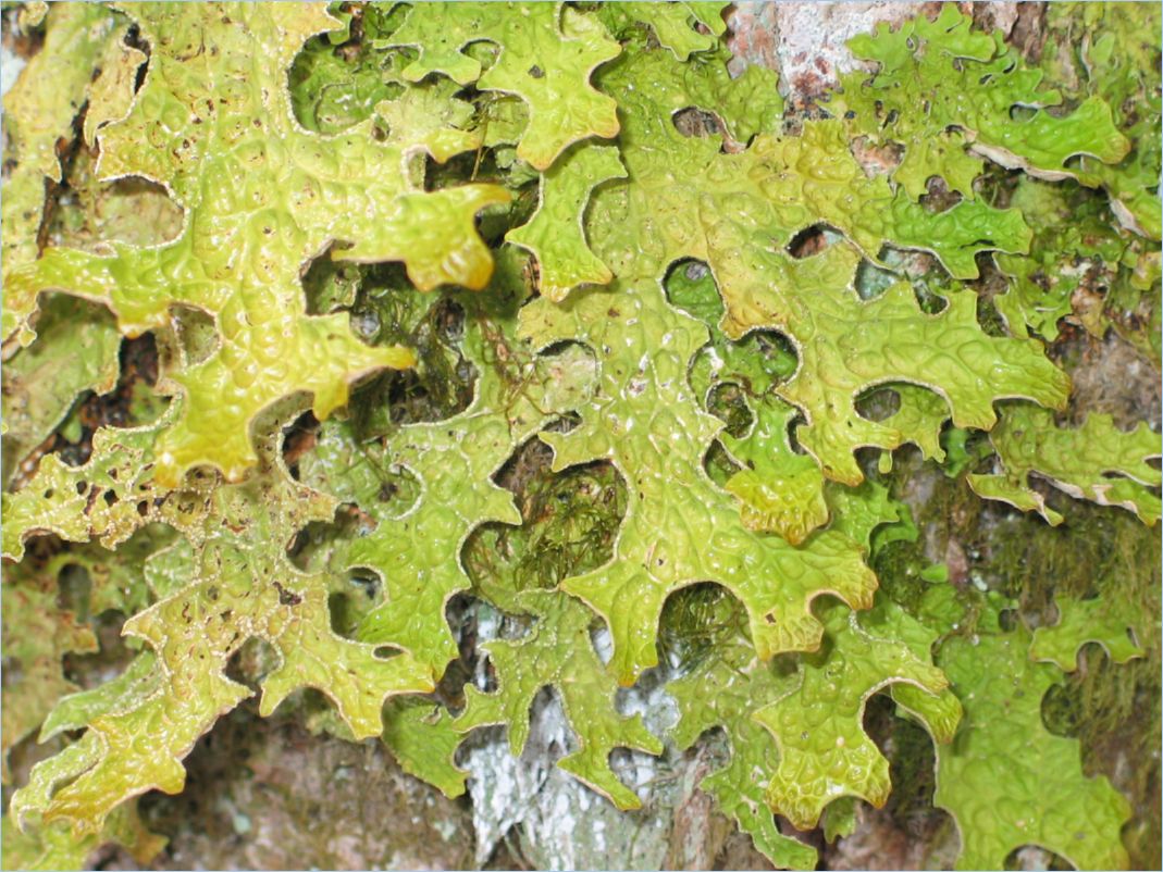 Marchairuz05_0069