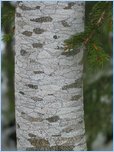[Click to enlarge image]