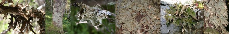 Lobaria pulmonaria on Salix spp. in Aarfjordbotn, Troendelag, Norway