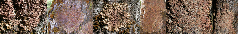 Lobaria virens on Salix spp. in Aarfjordbotn, Troendelag, Norway