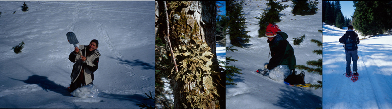 Winter fieldwork in Parc Jurassien Vaudois. From left to right: Daniela Csencsics, Lobaria pulmonaria, Silke Werth and Svetlana Chabanenko