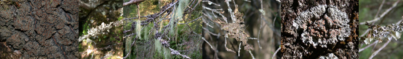 Left to right: Fuscopannaria ignobilis, Platismatia norvegica, Ramalina thrausta, Pseudocyphellaria norvegica, Pannaria rubiginosa and Lobaria scrobiculata