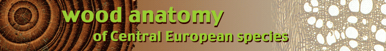 wood anatomy of central european species