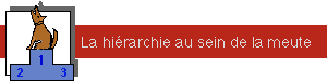 La hi&eacute;rarchie au sein de la meute