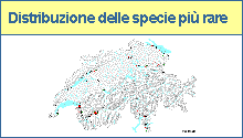Specie rare